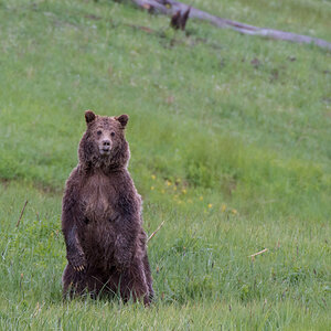 Grizzly Bear