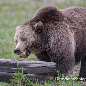 Grizzly Bear