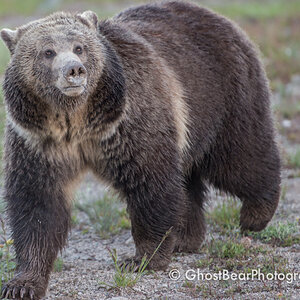 Grizzly Bear