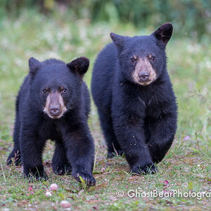 Black Bear