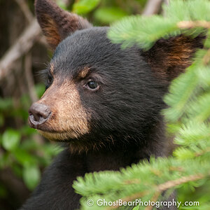 Black Bear