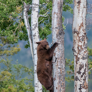 Black Bear