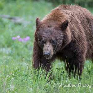 Black Bear