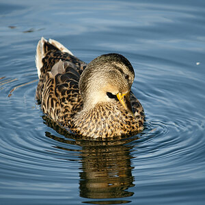 Serene Duck