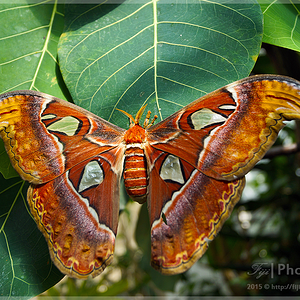 Atlas Moth