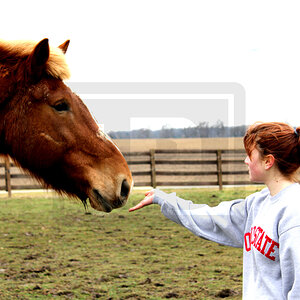 Horse Love