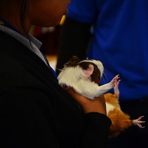 Helpless Guinea Pig