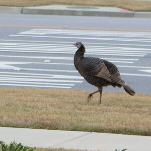 Why did the Turkey cross the road