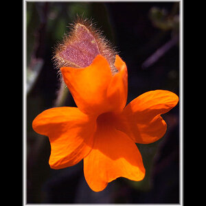 Orange Clock vine