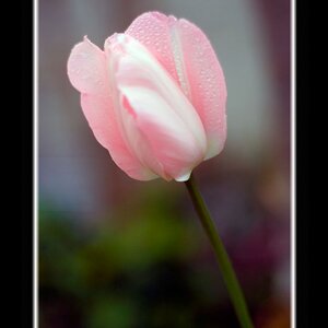 Tulip in the garden at Grace Cathedral