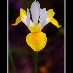 Water Iris in the garden at Grace Cathedral