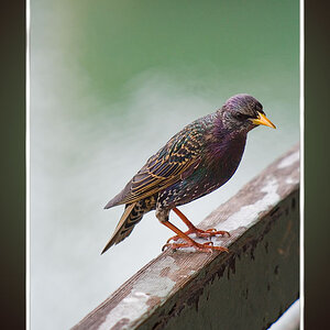 European Starling