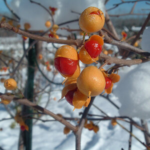 Winter Garden