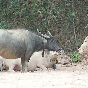 water buffalo