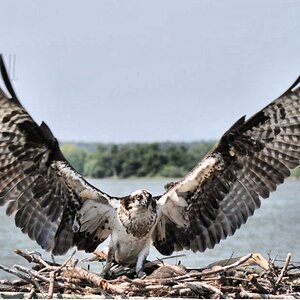 Osprey