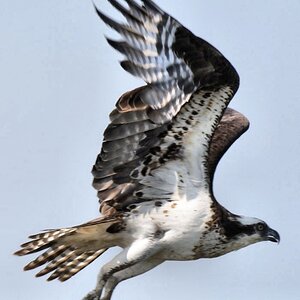 Osprey