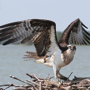 Osprey