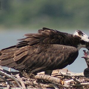 Osprey