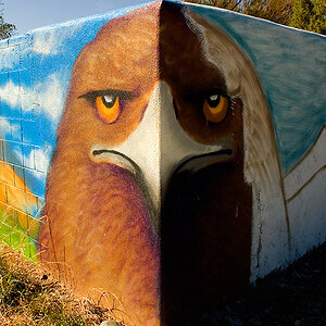 Eagle on wall in New Mexico