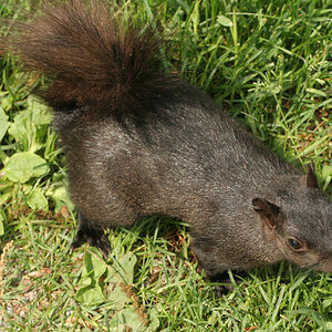 Black Squirrel