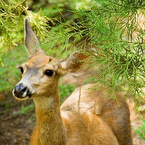 Doe in the woods