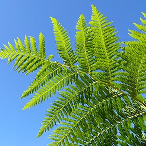 Tree Fern