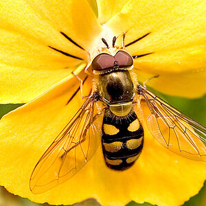 hoverfly