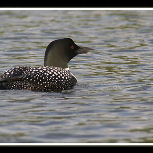 Canadian Loon