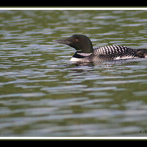 Canadian Loon