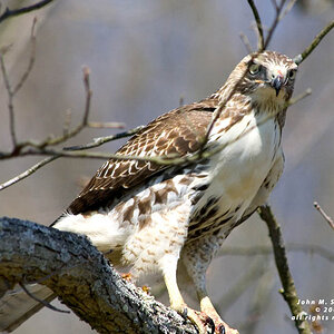 5135-Hawk-lunch-web