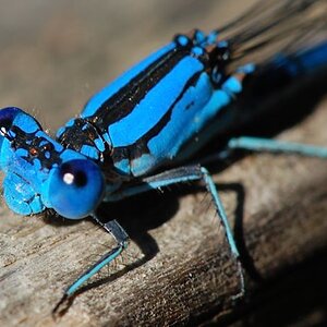 Blue Dragon Fly