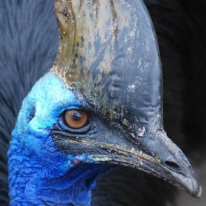 Cassowary