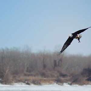 Eagle With Fish