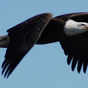 Eagle With Fish