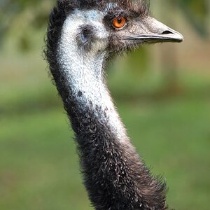 Emu