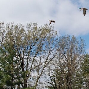 Mallards In Flight