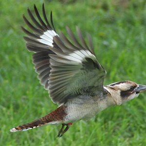 Kookaburra