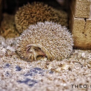 African hedgehog 2