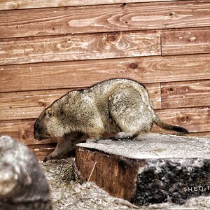 Marmot