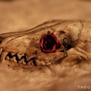 Dead Rose 3