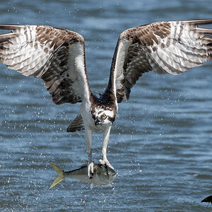 Osprey & Bunker