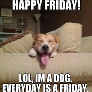 friday dog meme