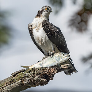 Osprey & Bunker