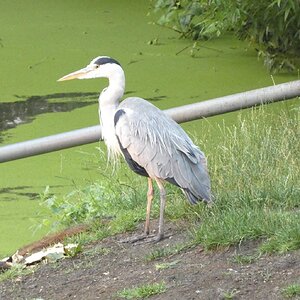 Heron at Sunrise. Springfield Park.