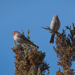 House Finches