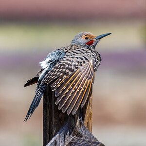 Northern Flicker