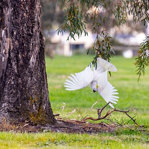 Sulphur-crested cockatoo