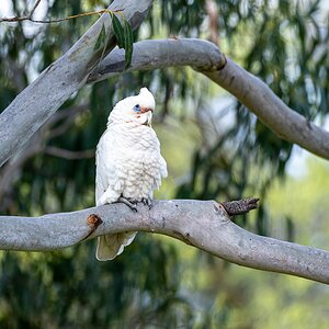 Little corella