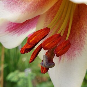 Stamens