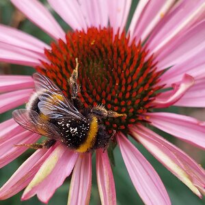 Insect and flower